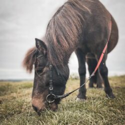 Horse-Trekking (2h)